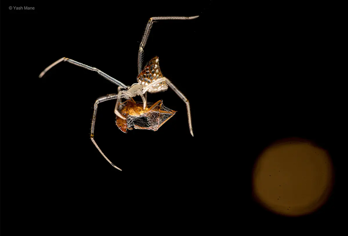 mirror spider bandhavgarh