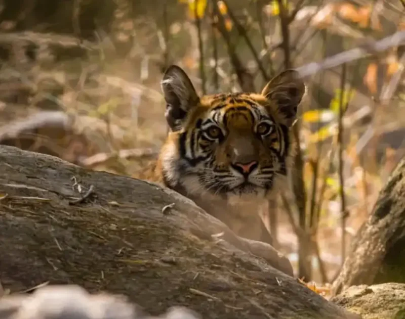 tiger cubs behind rock in bandhavgarh