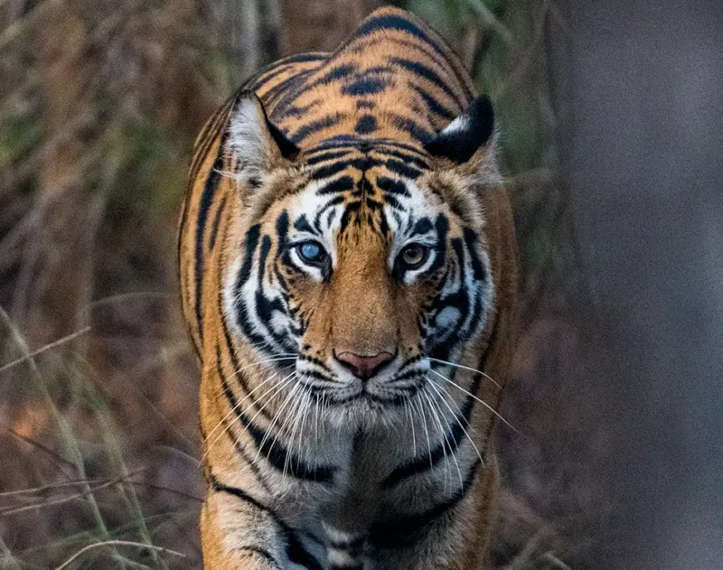 tiger-safari-bandhavgarh