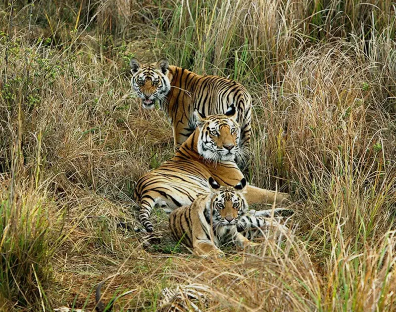 tigher-sightings-bandhavgarh